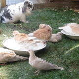 Foto van liesbeth,Turbo,Luna, Levi en Faith