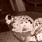 Men allereerste Dalmatiërs: Peardy en Pongo