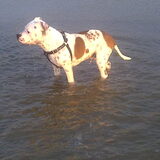 in het waterr