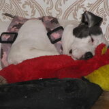Foto van alex en lady