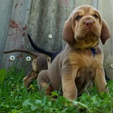 Liver and Tan pup van 4 weken oud. Er zijn 8 pups in dit nest, waarvan…
