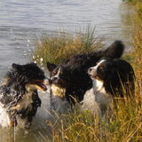Samen met Breezer en Shaya spelen aan de waterkant ...