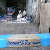 woody's home