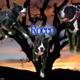Foto van Melissa---Rocco&Lady