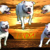 Foto van Melissa---Rocco&Lady