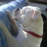 Foto van Melissa---Rocco&Lady