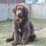 onze RADJA is nu, (april 2011) 7 maanden oud! Is het geen prachtbeest?!