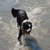 wandeling stichting hulphond