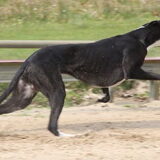 Foto van helma