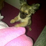 Gizzy!