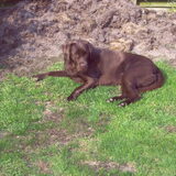 Phoebe was mijn mooie labrador!