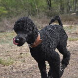 Foto van Mirjam en Curly Koda