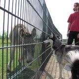 Foto van Amigo en K.C.
