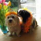 tara en rowan het word weer koninginnedag