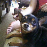 Loekie