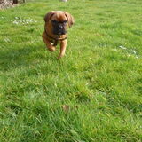 zie hem lopen :)