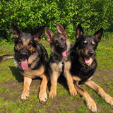 Kayla, Tessa en Boomer