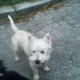 Spike