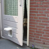 Foto van liesbeth,Turbo,Luna, Levi en Faith