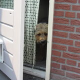 Foto van liesbeth,Turbo,Luna, Levi en Faith