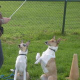 Foto van perros del fiesta
