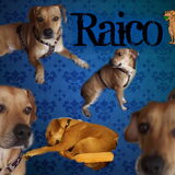 Raico colage