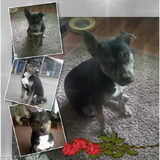 Foto van Kenny*Melissaa*Rufus (L)