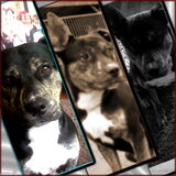 Foto van Kenny*Melissaa*Rufus (L)