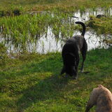 Foto van Kenny*Melissaa*Rufus (L)