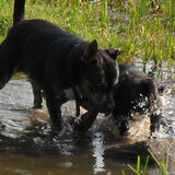 Foto van Kenny*Melissaa*Rufus (L)