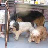 Foto van liesbeth,Turbo,Luna, Levi en Faith
