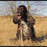 Bazil engelse cocker spaniel