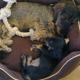 Foto van Pepijn & Otis