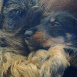 Zo lief!