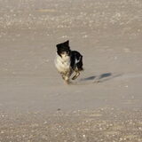 Lekker rennen op het strand in de wind