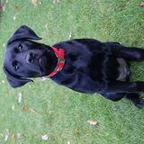 onze hond remy
