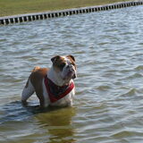 hmmm lekker weer in het water baas