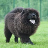 Hier is boke, de eerste keer op ons nieuwe gras en ze was content hoor…