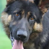 onze rex poseert =)