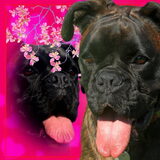 Foto van Toos (en boxer Kiara)