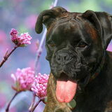 Foto van Toos (en boxer Kiara)