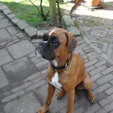 Dit onze derde boxer Doortje. We hebben haar sinds oktober 2010 en ze…