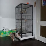 Charlie onder de chinchilla kooi