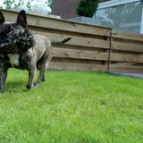 spelen