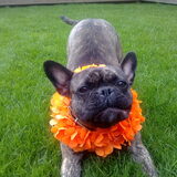 hup holland hup