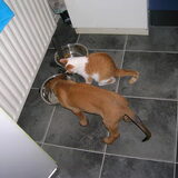 (pup)Rocko en rody