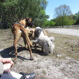 Foto van liesbeth,Turbo,Luna, Levi en Faith