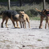 Foto van liesbeth,Turbo,Luna, Levi en Faith