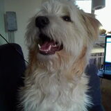 Onze lieve Joey :)