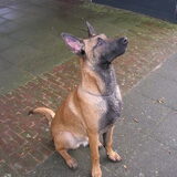 Rocko